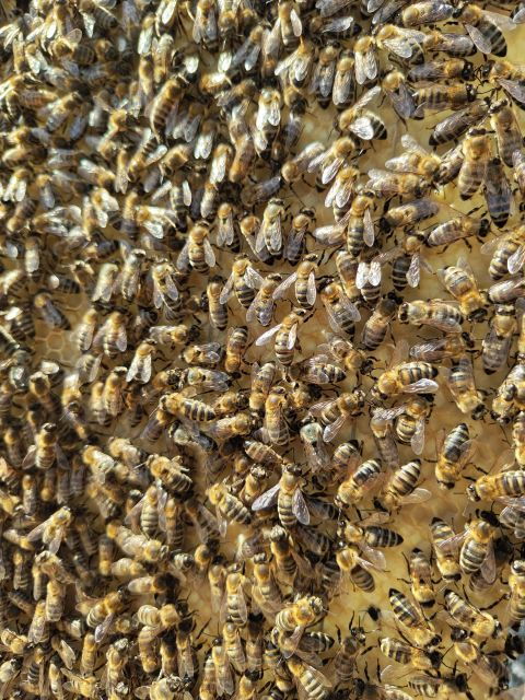 Kefalonia Honey Tour on E-Bikes - Inclusions and Important Information