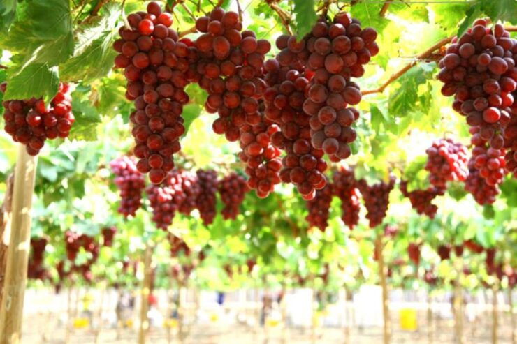 Kefalonia: Private Wine Tasting With Vineyard Tour - Wine Tasting Experience