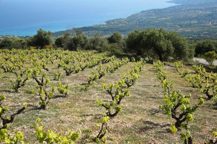 Kefalonia Wine Adventure in 3 Wineries With Tastings - Vineyard Tours and Cellar Visits