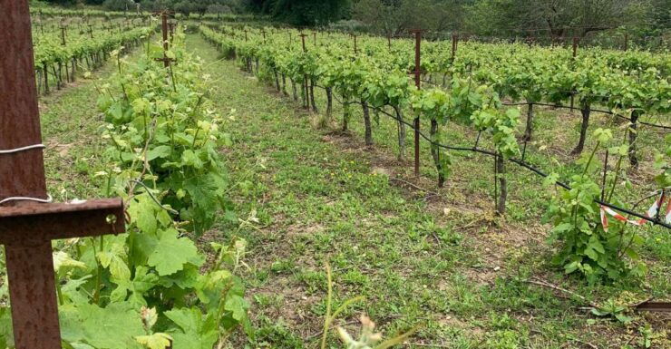 Kefalonia Wine Tour on E-Bikes - Pricing and Duration