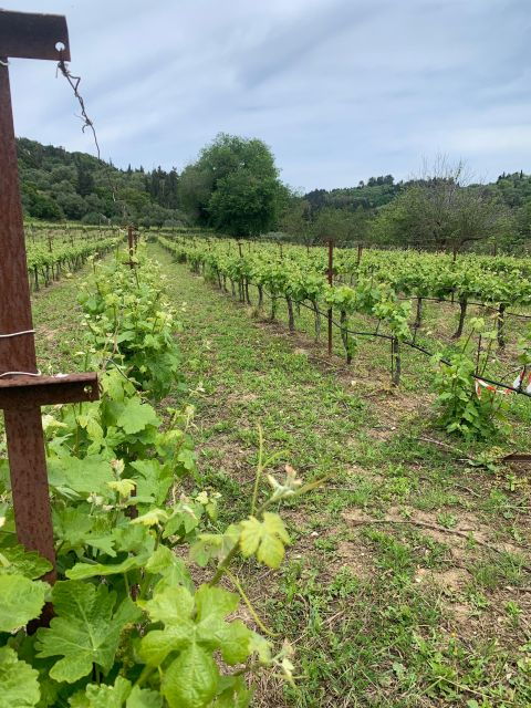 Kefalonia Wine Tour on E-Bikes - Booking Information