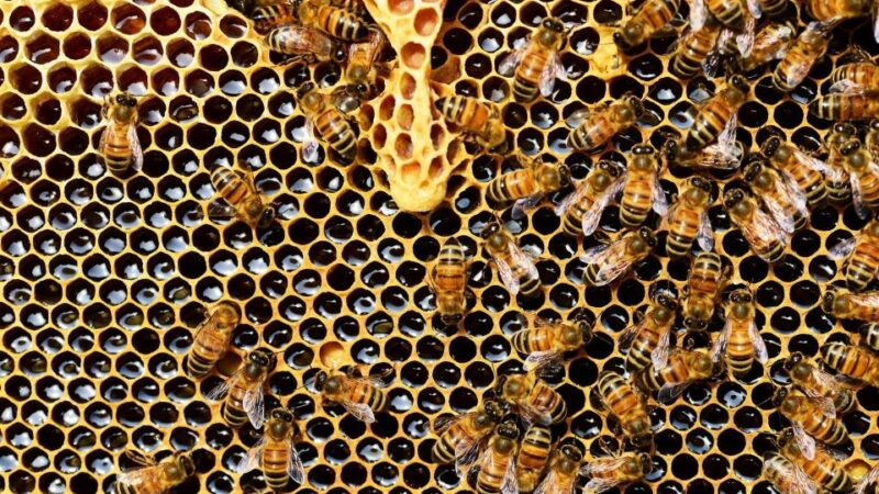 Kefalonia:Private Olive Oil, Honey & Wine Tasting Experience - Good To Know