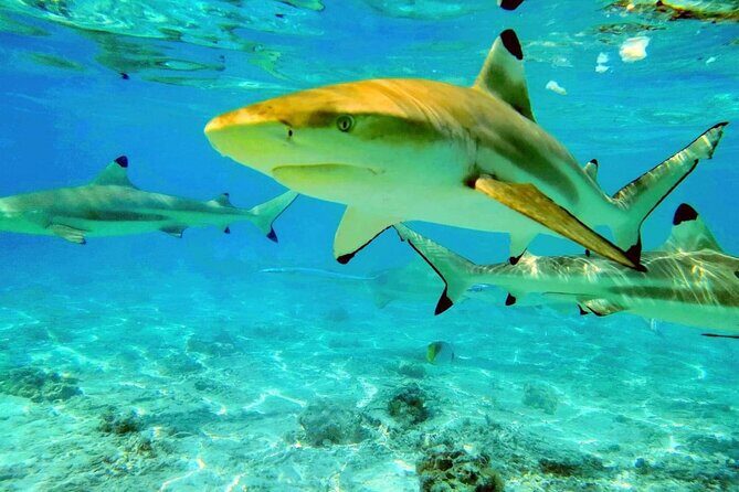 Keishi Tour Half Day Shared Excursion - Who Should Consider This Tour?