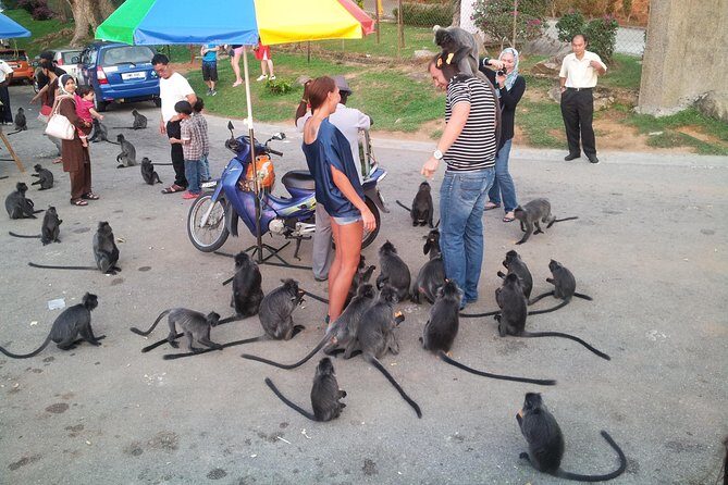 'Kelip Kelip' Fireflies Tour include Seafood Dinner & Boat Ride - Final Thoughts