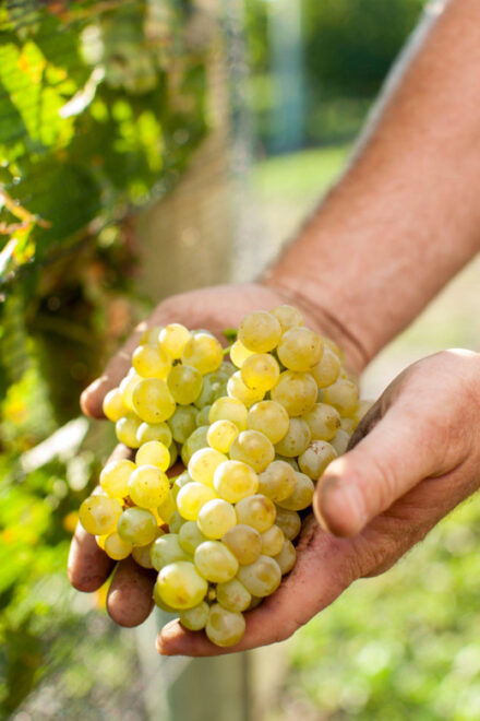 Kelowna: A Day on Naramata Bench - Pricing and Booking Details