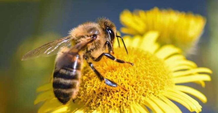 Kelowna: E-Bike Bee Tour W/ Tastings, Lunch, and Audioguide - Booking Details