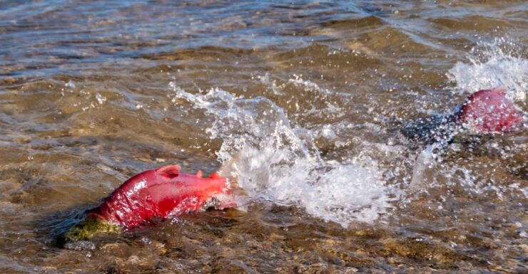 Kelowna: Mission Creek Salmon Run Audio Tour by E-Bike - Hosted Private Groups and Reservations