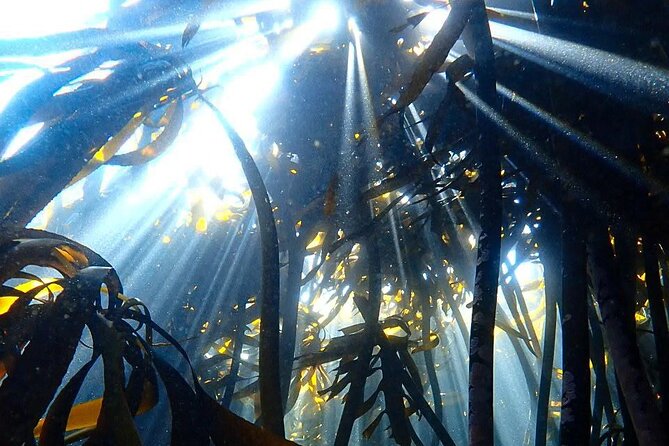 Kelp Forest Snorkeling in Cape Town - Cancellation Policy and Refund Details