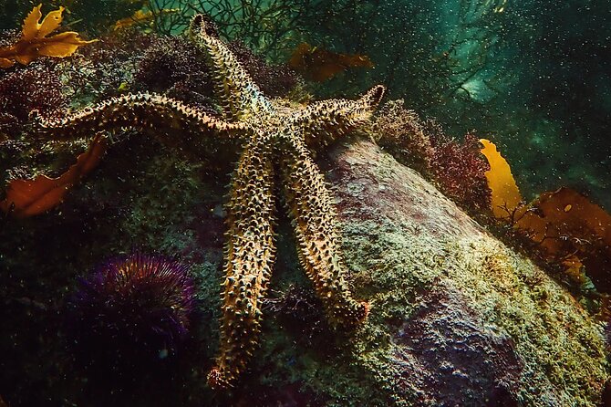Kelp Forest Snorkeling in Cape Town - Safety Guidelines and Accessibility Information