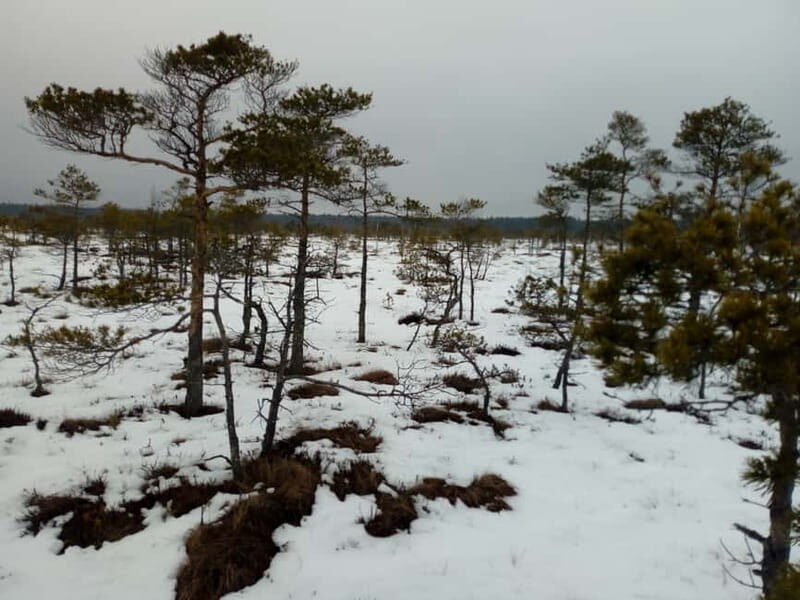 Kemeri National Park Bog Trail near Riga - The Experience Itself: What You Can Expect