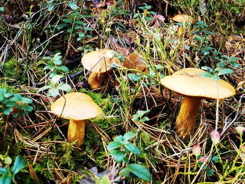 Kemeri National Park Bog Trail near Riga - Practical Details: What to Know Before You Go