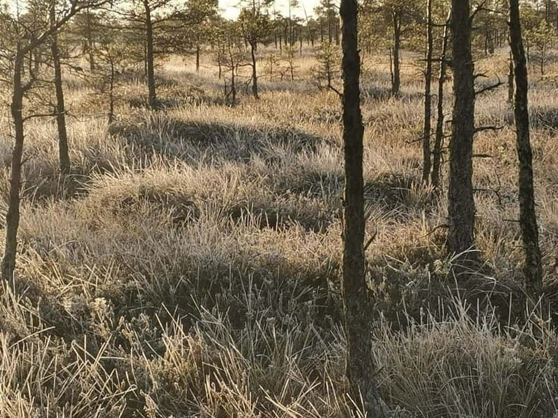 Kemeri National Park Bog Trail near Riga - FAQ