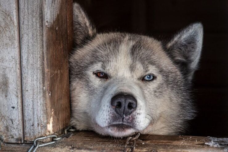 Kemi: Sleddog Husky Safari Incl. Hot Drink - Booking Information for the Husky Safari