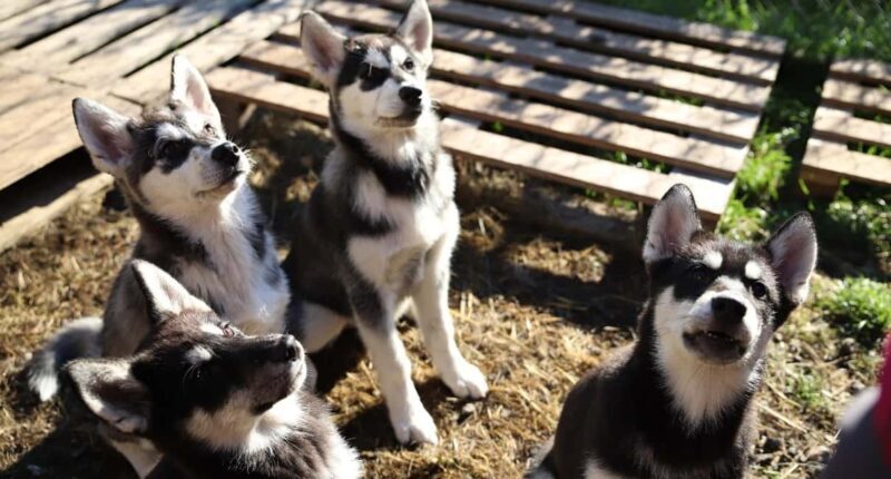 Kemi-Tornio: Husky Farm Visit with Hotel Pickup - summer - The Experience in Detail