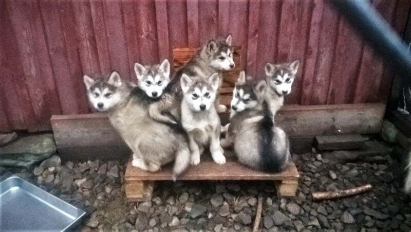 Kemi-Tornio: Husky Farm Visit with Hotel Pickup - summer - Final Thoughts