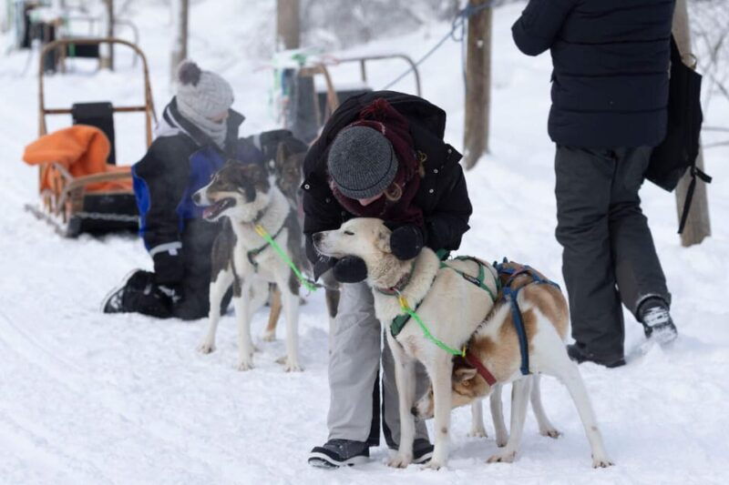 Kemi-Tornio: Husky Sled Ride with Hot Drink - Good To Know