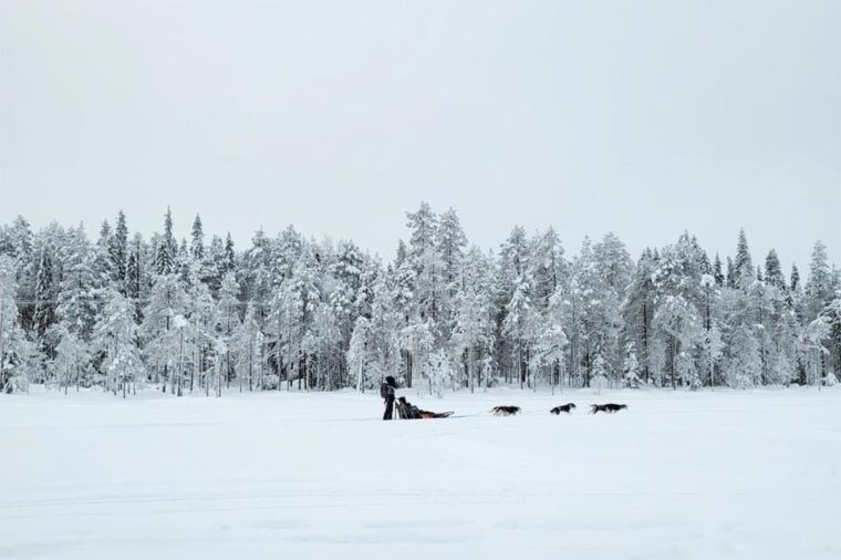 Kemi-Tornio: Husky Sled Ride with Hot Drink - Who Would Love This Experience?