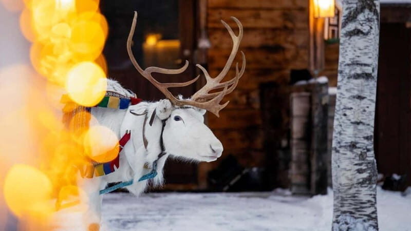 Kemi-Tornio: Reindeer farm experience - Introduction