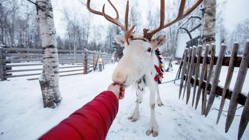 Kemi-Tornio: Reindeer farm experience - Good To Know