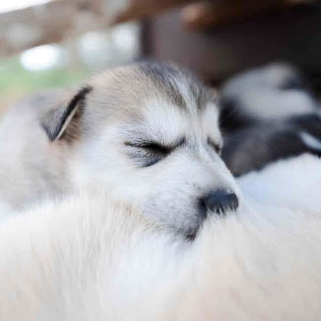 Kemijärvi: Insider 10 km Self-Drive Husky Sledding Adventure - Authenticity and Quality of the Experience