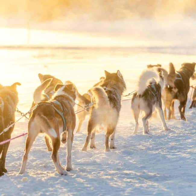 Kemijärvi: Insider Husky Self-Drive 5km Safari - Kemijärvi: Insider Husky Self-Drive 5km Safari — An Authentic Arctic Adventure