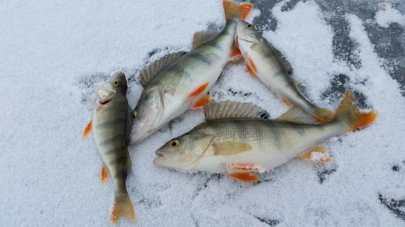 Kemijärvi: Insider Ice Fishing Experience - Good To Know