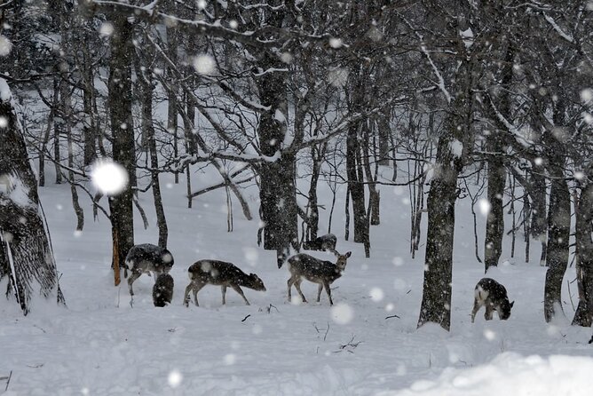 Kemonomichi Snowshoeing in the Virgin Forest - Booking and Logistics
