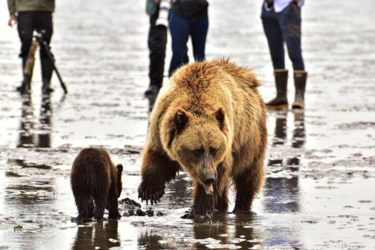 Kenai: Alaska Bear Hiking Experience by Plane - Duration