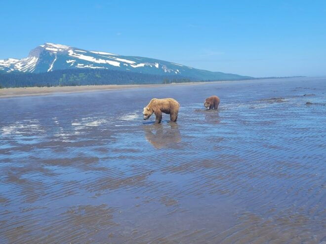 Kenai: Alaska Bear Hiking Experience by Plane - Experience Highlights