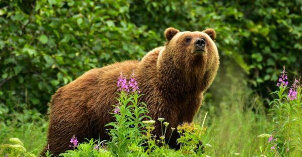 Kenai: Alaska Bear Hiking Experience by Plane - Full Description