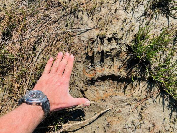 Kenai: Alaska Bear Hiking Experience by Plane - Directions