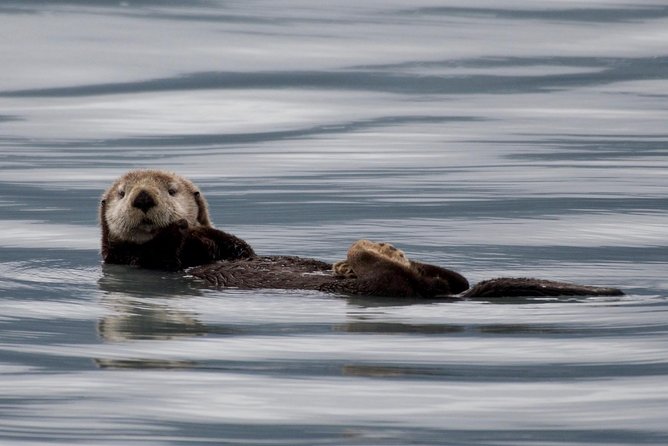 Kenai Fjords and Resurrection Bay Half-Day Wildlife Cruise - Cruise Overview