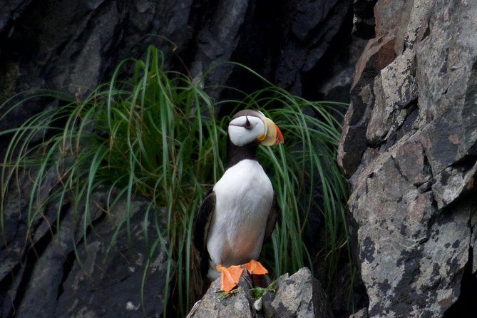 Kenai Fjords and Resurrection Bay Half-Day Wildlife Cruise - Traveler Photos and Reviews