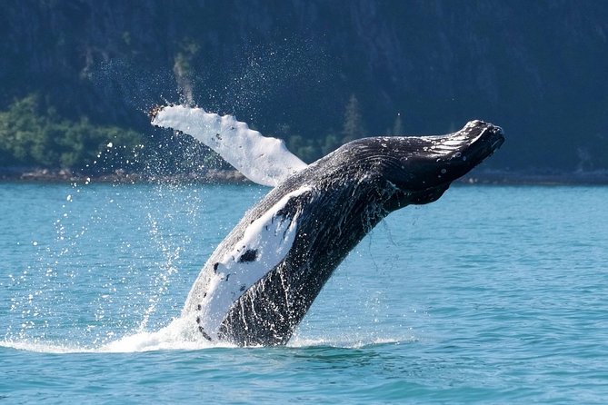 Kenai Fjords and Resurrection Bay Half-Day Wildlife Cruise - Viator Help Center