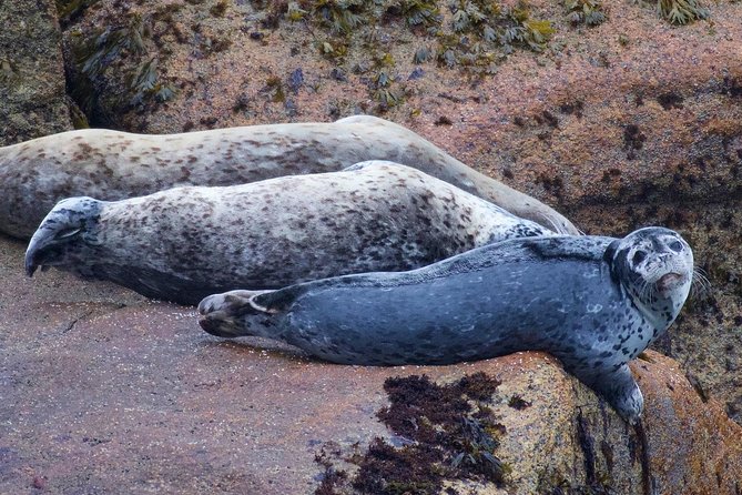 Kenai Fjords and Resurrection Bay Half-Day Wildlife Cruise - The Sum Up