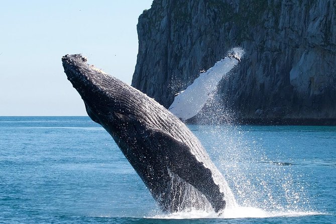 Kenai Fjords National Park Glacier & Wildlife Cruise - Tour Overview