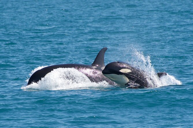 Kenai Fjords National Park Glacier & Wildlife Cruise - Competitive Pricing