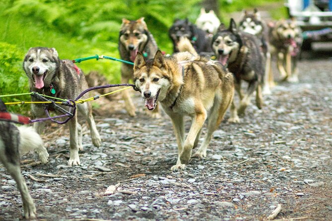 Kennel Tour and Dog Sled Ride - Overview and Activities