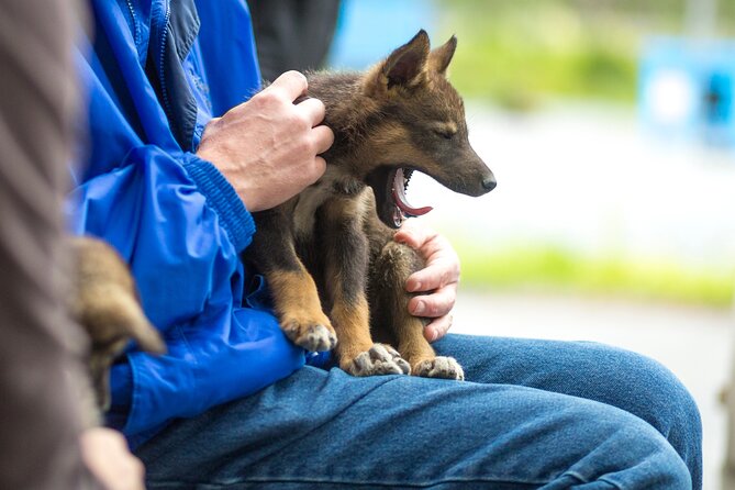 Kennel Tour and Dog Sled Ride - Common Questions