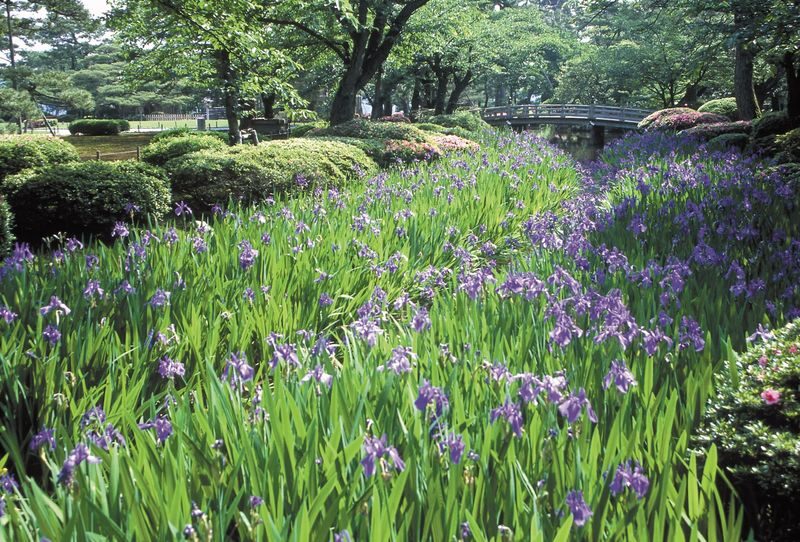 Kenrokuen Garden Admission Ticket - Who should book Kenrokuen admission?