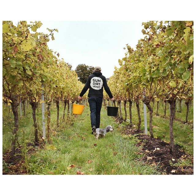 Kent: Tour and Wine Tasting at Westwell Wine Estate - Tour Details