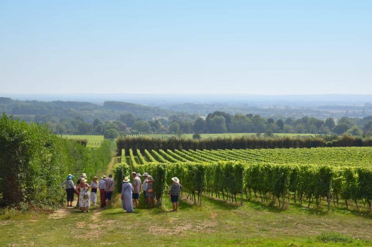 Kent: Yotes Court Vineyard Tour and Tasting - Activity Details