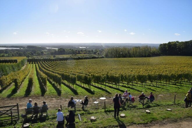 Kent: Yotes Court Vineyard Tour and Tasting - Vineyard Experience