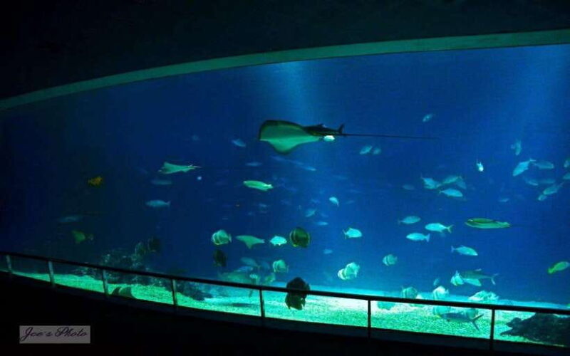 Kenting: National Museum of Marine Biology & Aquarium - An In-Depth Look at the Marine Museum Experience