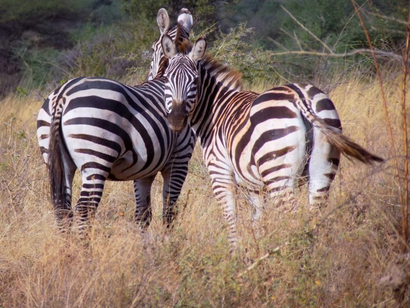 Kenya Masai Mara & Lake Nakuru 4-Day Guided Safari - From the Mara to Lake Nakuru, Day 3