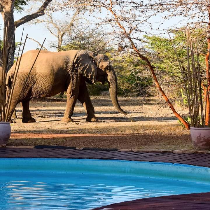 Kenya Masai Mara & Lake Nakuru 4-Day Guided Safari - Early wildlife watching and the return to Nairobi, Day 4