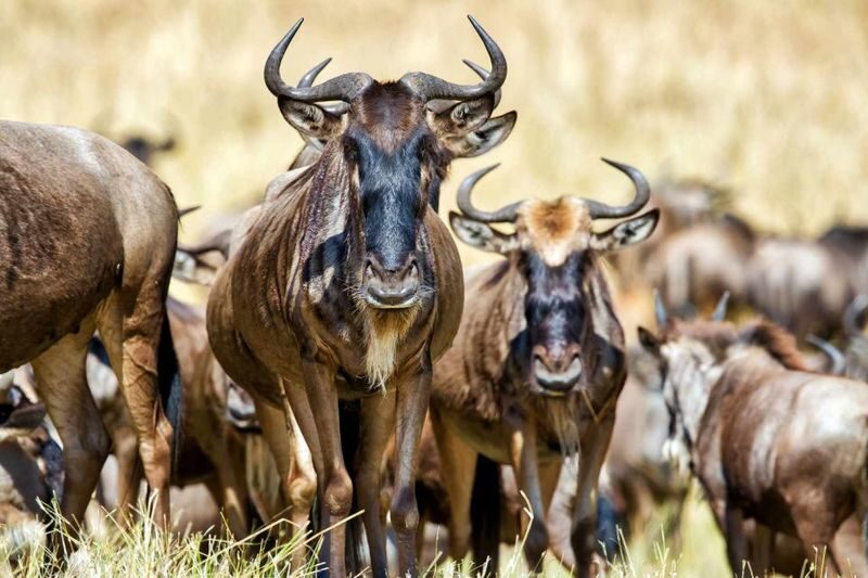 Kenya Masai Mara & Lake Nakuru 4-Day Guided Safari - What the price includes, and how to judge the value