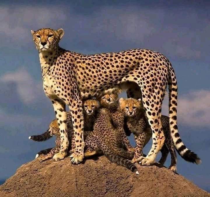 Kenya Masai Mara & Lake Nakuru 4-Day Guided Safari - Who should choose this safari?