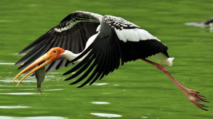 Keoladeo Bird Park Tour With One Way Transfer Jaipur to Agra - Inclusions and Booking Information