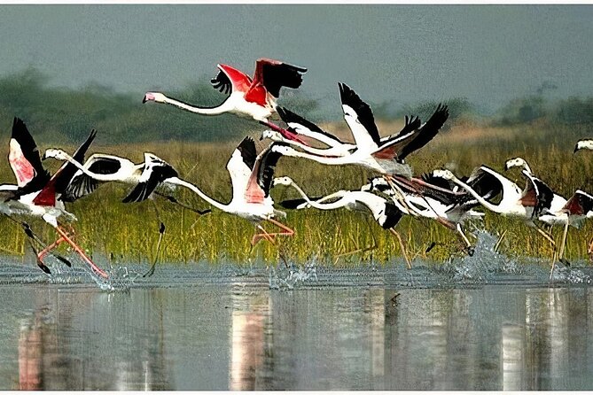 Keoladeo Birds Park Tour From Agra To Jaipur Including Entry - Tour Highlights
